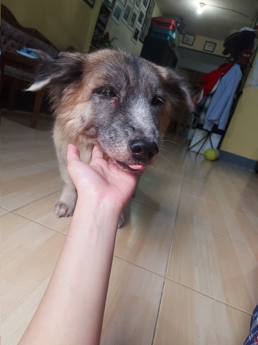 ibethszone's tweet photo. Btw, ini minam. Passed away tanggal 17 agustus. Rest in love my gud boi https://t.co/4YtPoKgVyt