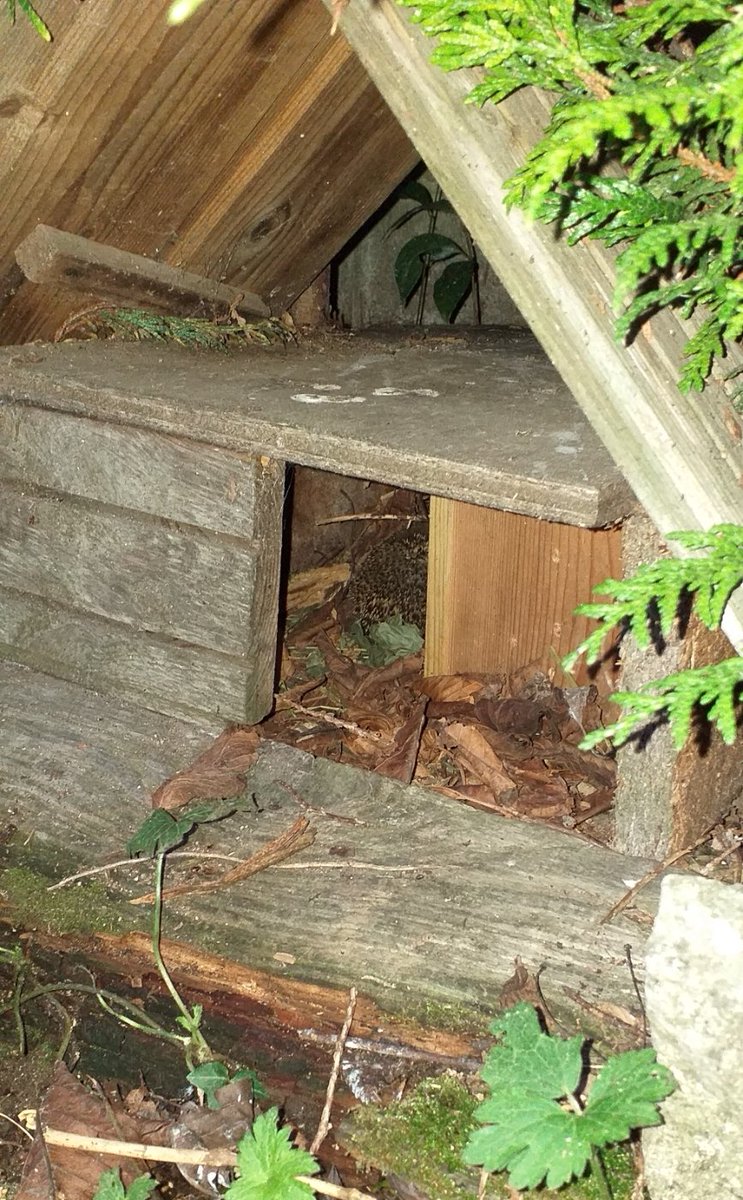 NicolasKlatka's tweet image. Une belle surprise hier pour un jardin participant "#PiquenVille" (programme régional du #GroupeMammalogiqueNormand), sur @CaenOfficiel : un #Hérisson d'Europe occupe un abri, installé à proximité d'un passage créé dans un mur.