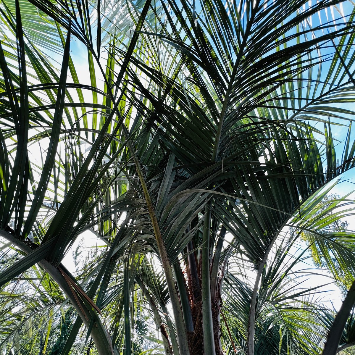 This weekend's warmth will have you dreaming about palm trees... Check out our selection at the Garden Center! Learn more: loom.ly/Yr_xyEU . . . #elmgrens #elmgrensservices #richmondhill #richmondhillgardencenter #hometowngardencenter #palmtrees #pindopalms #sagopalms