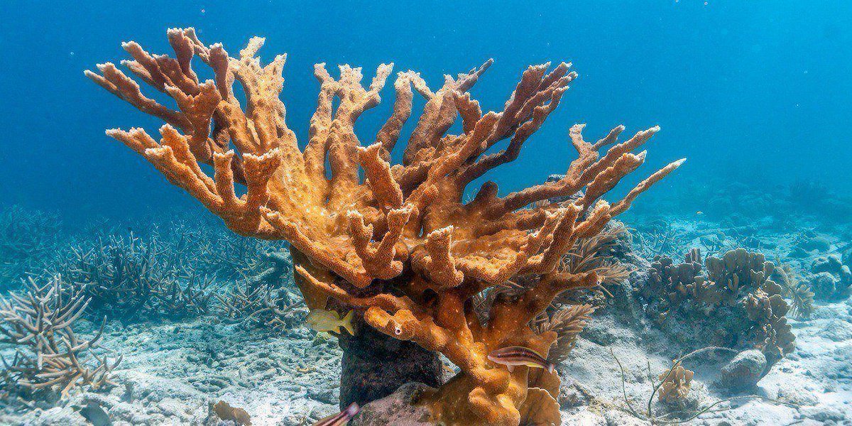 OurSharedOcean's tweet photo. #OurSharedIslands No.10
🇧🇸 The Bahamas 🧵
Derived from Spanish 'baja mar' - shallow sea. Andros Barrier Reef is 190 mls long & 3rd largest living organism on Earth! drops to 6000 ft in places, has 670 fish & 200 coral species incl endangered Elkhorn Coral
@MarineInst @Irish_Aid https://t.co/UTTKicGf7P