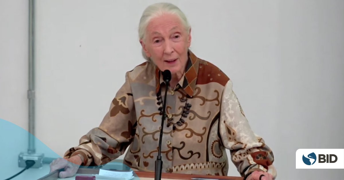 el_BID's tweet image. &quot;Se pensaba que la brecha entre humanos y animales era inalcanzable, pero se ha ido estrechando gradualmente. El estudio del intelecto animal nos ha demostrado que ese intelecto es fascinante&quot;, Jane Goodall @JaneGoodallInst #SemanaDeConocimientoBID youtube.com/watch?v=qKNGrE…