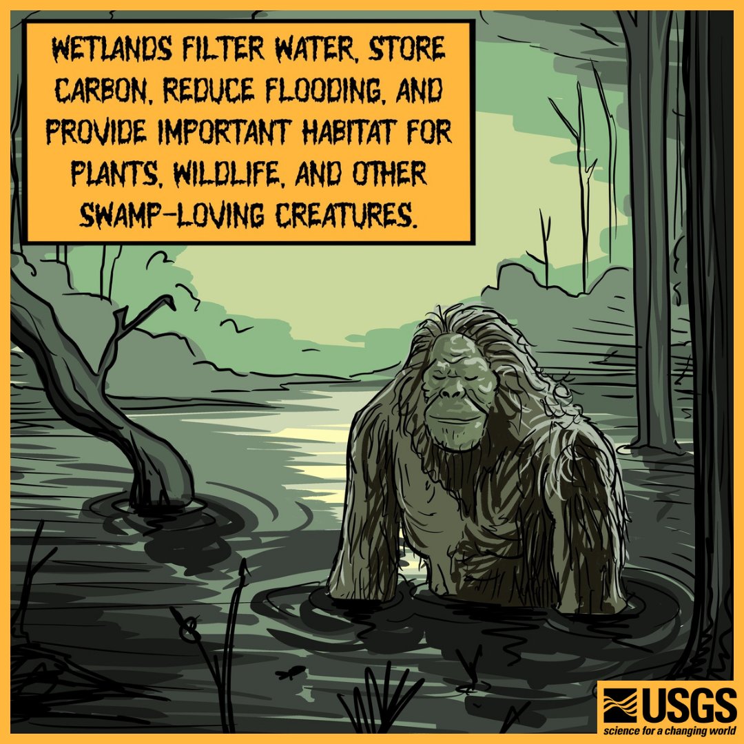 After a hard day of creepin' the swamps, you just want to chill in a nice, tepid bath of frog larvae &amp; pond scum.

But only a properly working wetland that's filtering water &amp; storing carbon can help you fully relax. #ClimateCryptids

📸 Ben Slyngstad, USGS ORISE Participant