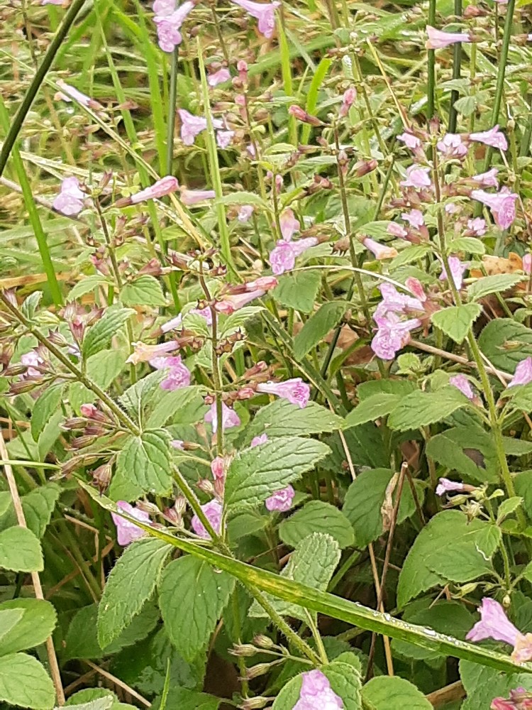 Nabij Houtsberg, bergsteentijm-Clinopodium menthifolium, zeer zeldzaam,