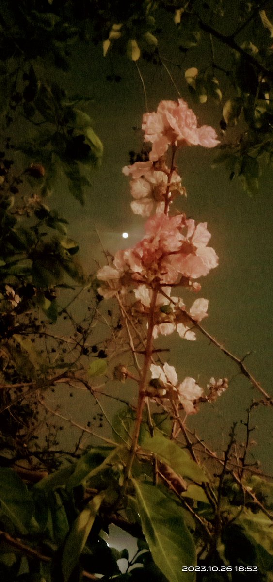 JuliaFatma2's tweet photo. Sakura di Bawah Bulan Purnama https://t.co/2sXjZIrBv5