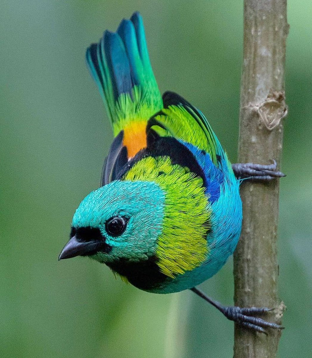 Green-headed Tanager 💙🖤🧡💚 By rafaelmaffessa