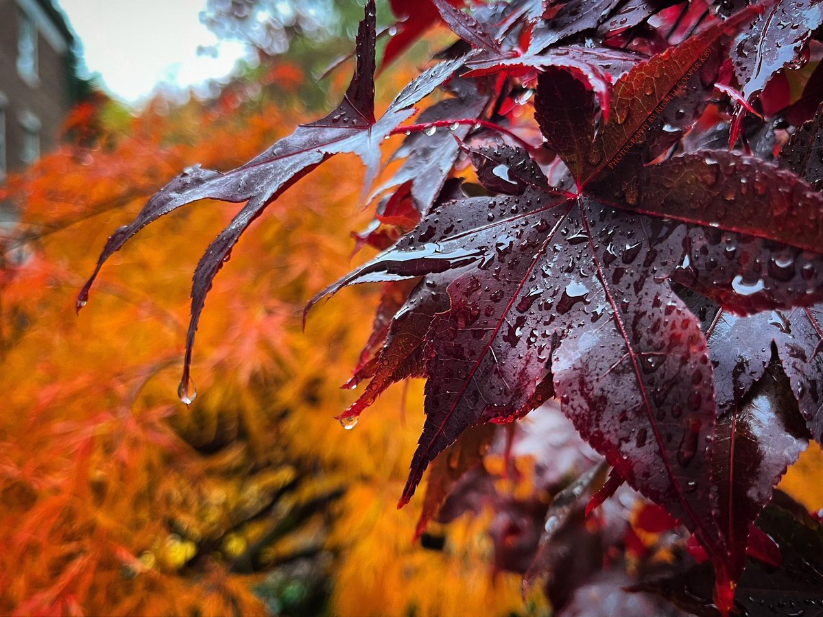 bellzatk's tweet image. Japanese Maple 
@kcollege
.
.
.
#KalamazooCollege 
#KCollege 
#FallQuarter