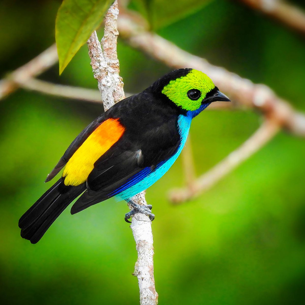 Paradise Tanager 🖤💛💚💙 By my_little_sensor