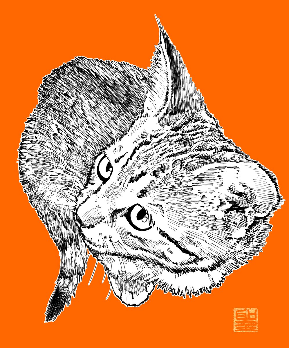 orange background no humans animal focus simple background cat looking at viewer closed mouth  illustration images