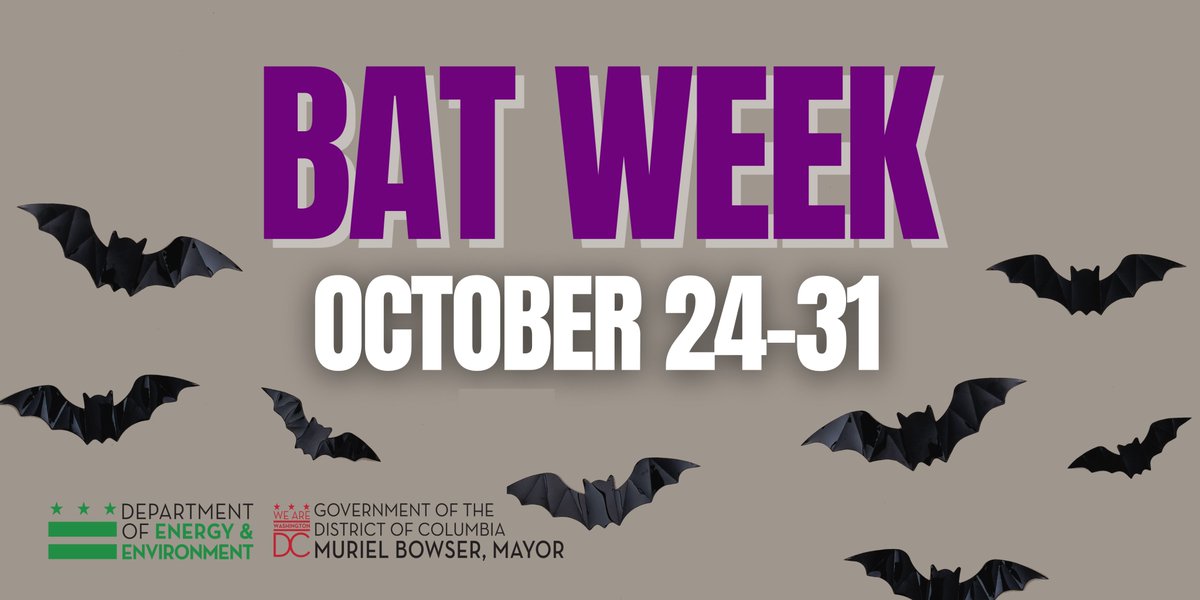 DOEE_DC's tweet photo. 🧡💜🦇Happy Bat Week! 🦇💜🧡
To kick off our 5-day celebration🥳 of these fascinating, intelligent, & animals, we want to introduce the 8 resident species we have here in DC.
To learn more about each species, click on the link:
https://t.co/EHAyR1eRec
#batweek2023 #DCbatweek https://t.co/3QgYvrHLSv