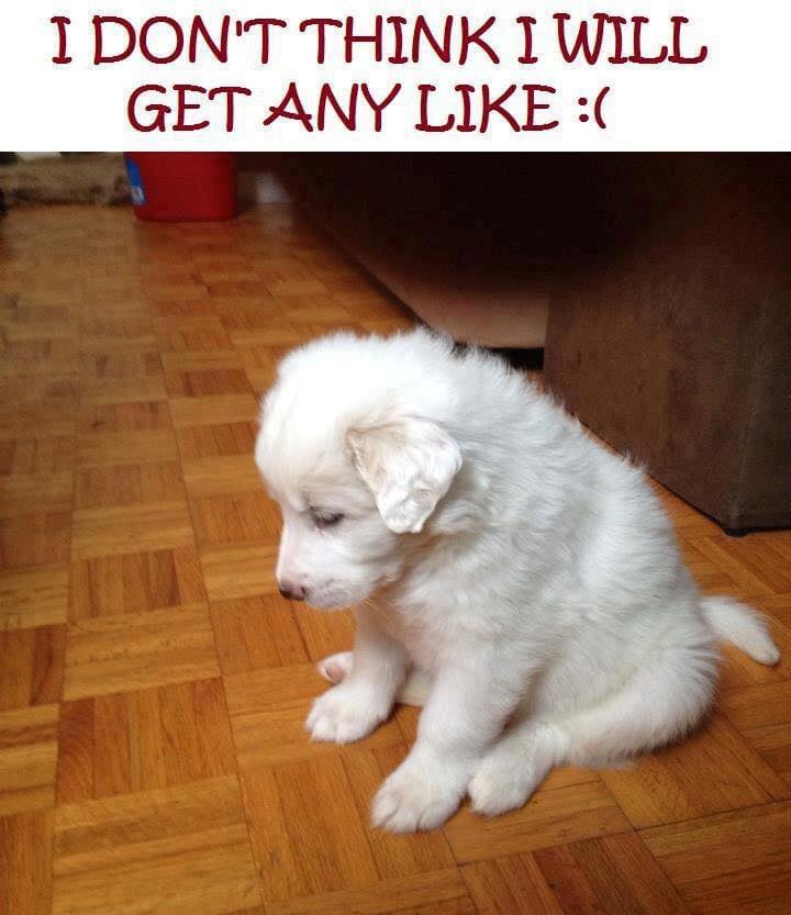 BestinDogs tweet picture