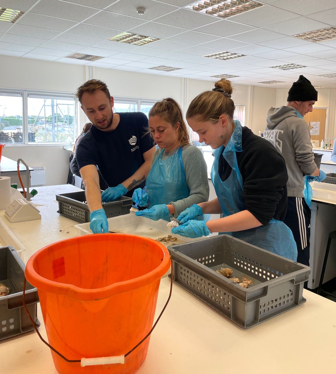 It's a MASSIVE thank you to volunteers who helped clean 4,500 juvenile oysters last week! Your hard work helped prepare these oysters for an upcoming trial in the Hayling Island oysterbeds @solentseascape @Bluemarinef #generationrestoration