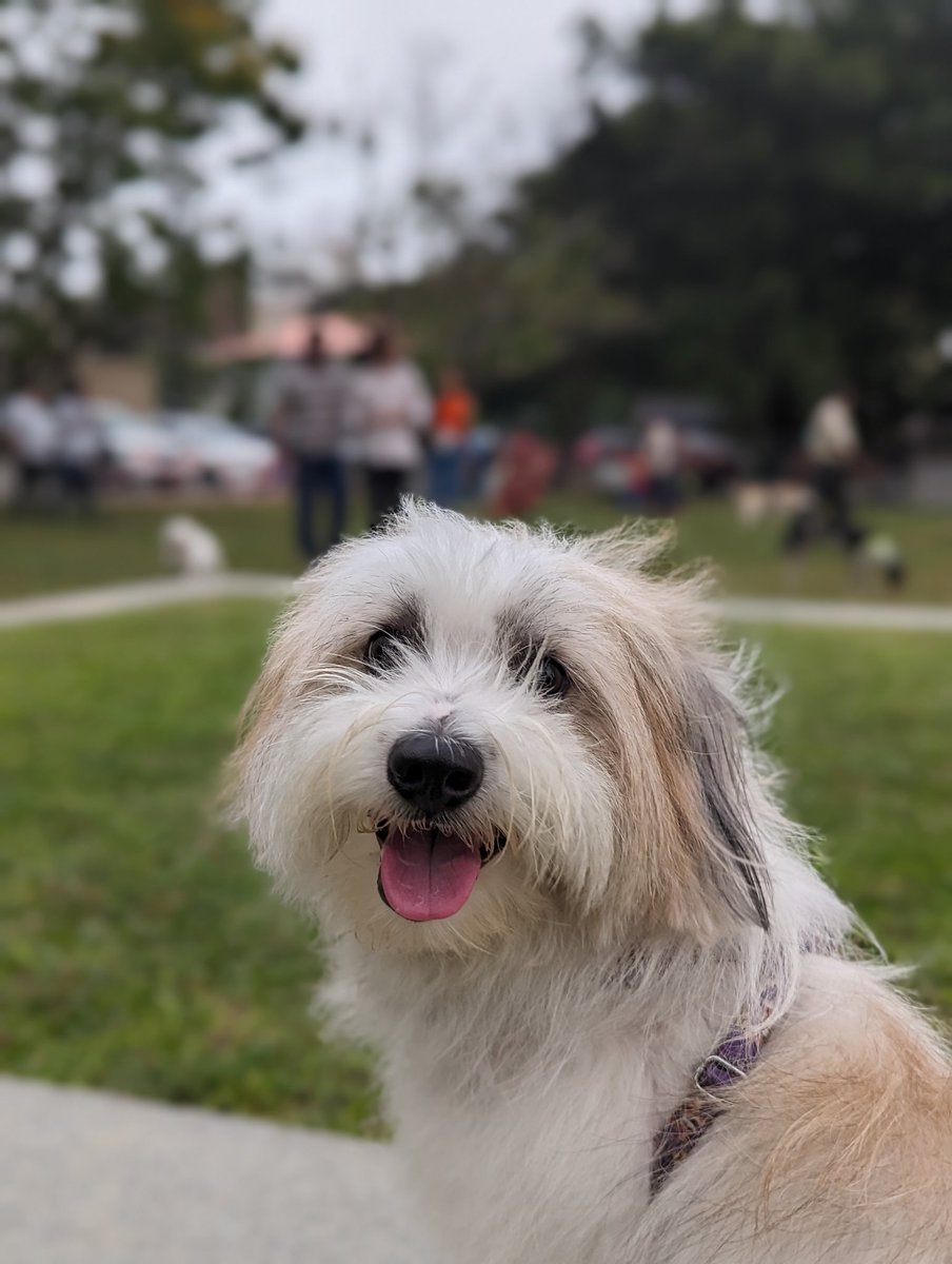 QT with your Pet Captures!