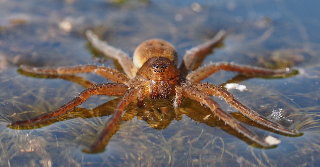 NC Aquarium at FF tweet media
