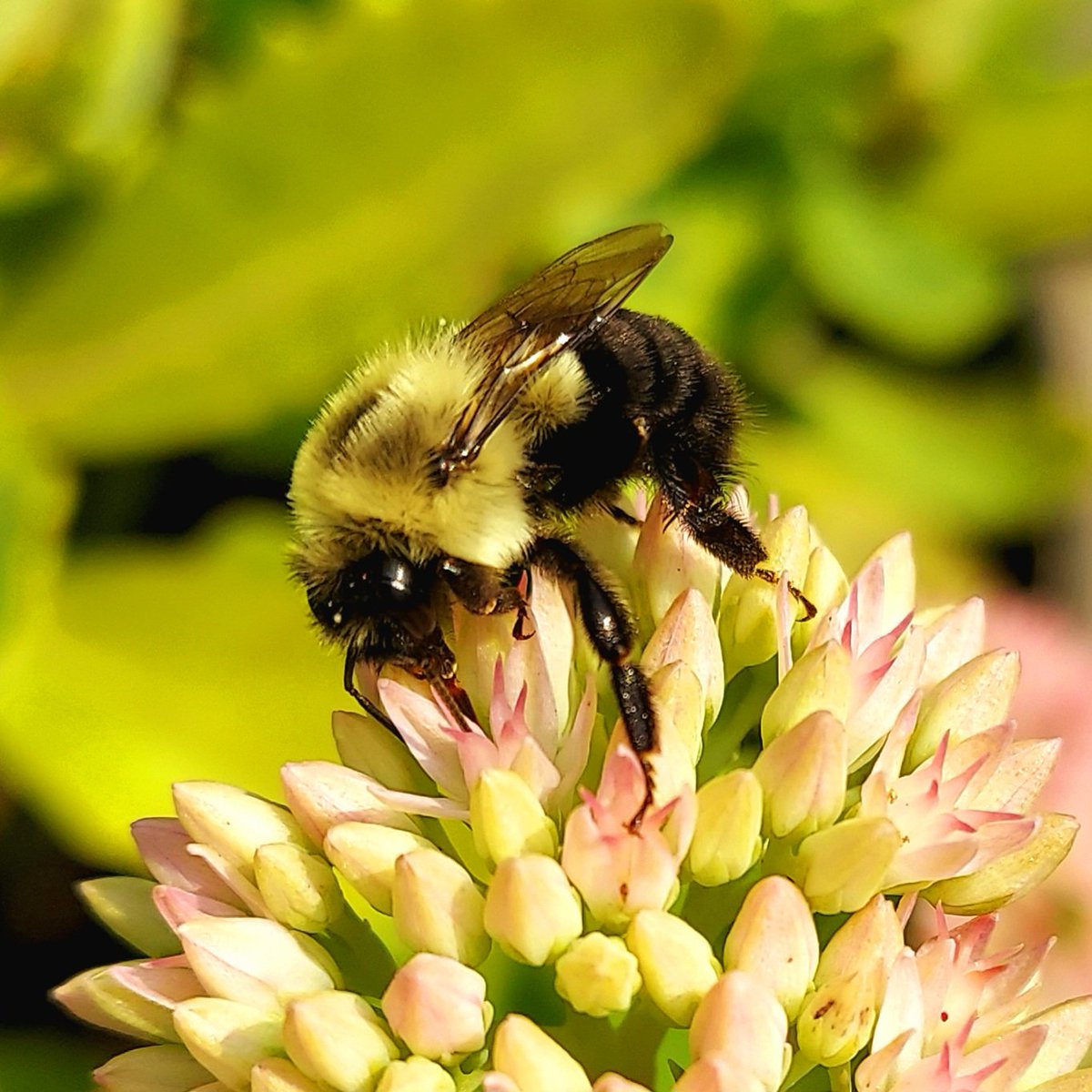 OnlyAlmasa's tweet photo. 🐝🍃🌾📸 https://t.co/qyzNT4LFXv