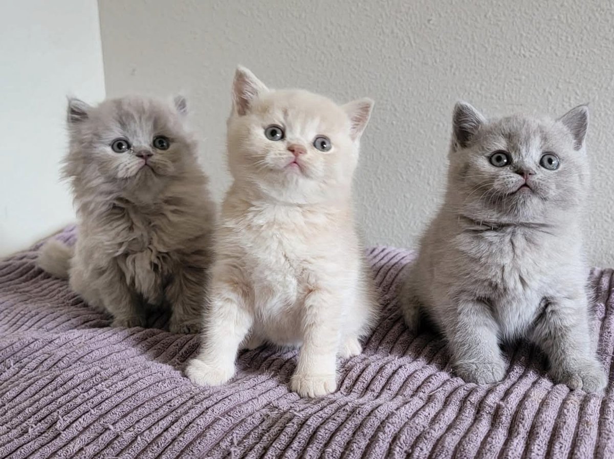 Fluffy beauty 😍❣️🥰
Visit us at ....
Luxuriousbritishshorthair.com
#animal #catsofinstagram #animalphotography #animalcrossing #catsofinsta #kittens #animals #cats_of_world #animales #blackcatsofinstagram #instacats #cats #lovecats #animalsofinstagram #catslover #cuteanimals