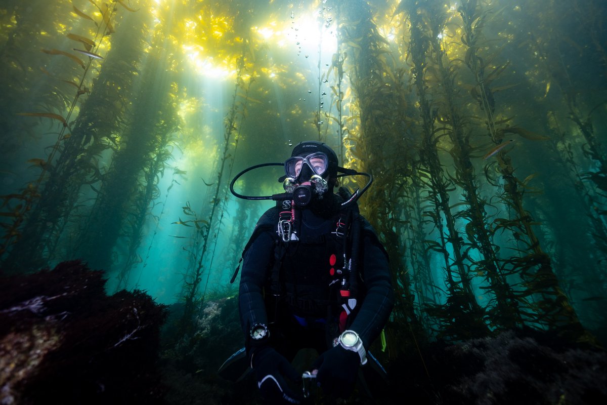 How can marine protected areas keep pace with climate change? New framework developed by Oceans Dept scholar @ADalmauNur & 50 coauthors will help governments build climate resilience into protected areas for transboundary regions: bit.ly/MPASU 📸@jadlerphoto/ MasKelp