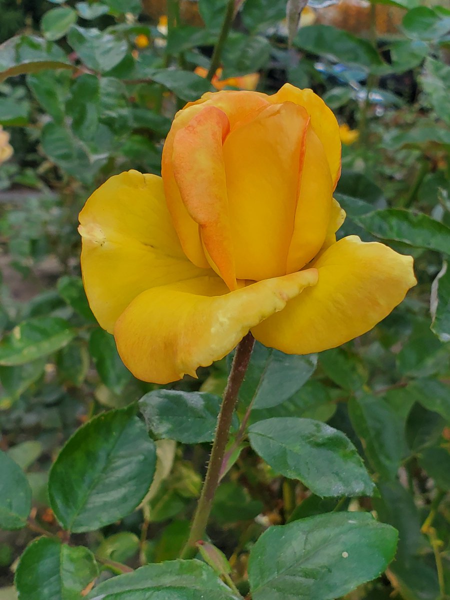 Stop to smell the roses 🌹 #stopandsmelltheroses #flowers #roses #photography