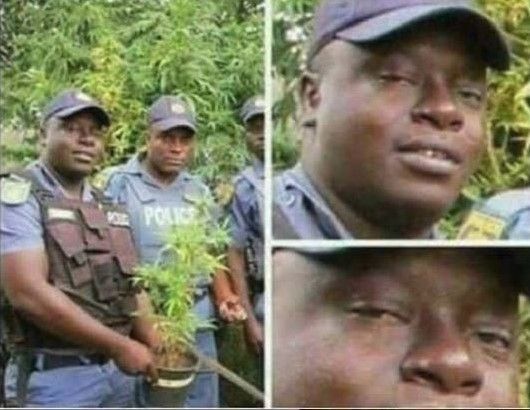 "Sir we've seized 3 tons of marijuana"

"Did you say 1 ton of marijuana"

"Yes sir, 8 grams of marijuana"