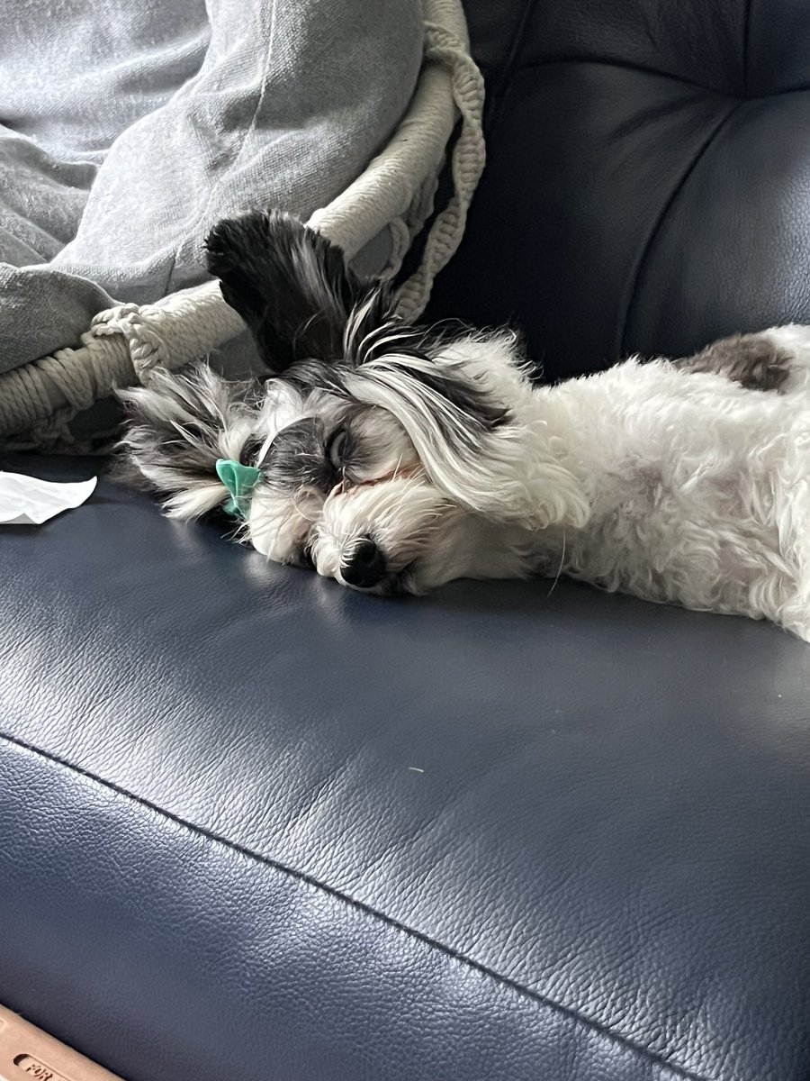 RJDunstan's tweet photo. @bunsenbernerbmd Princess Soji 💤💤 https://t.co/oaZWSklfKm