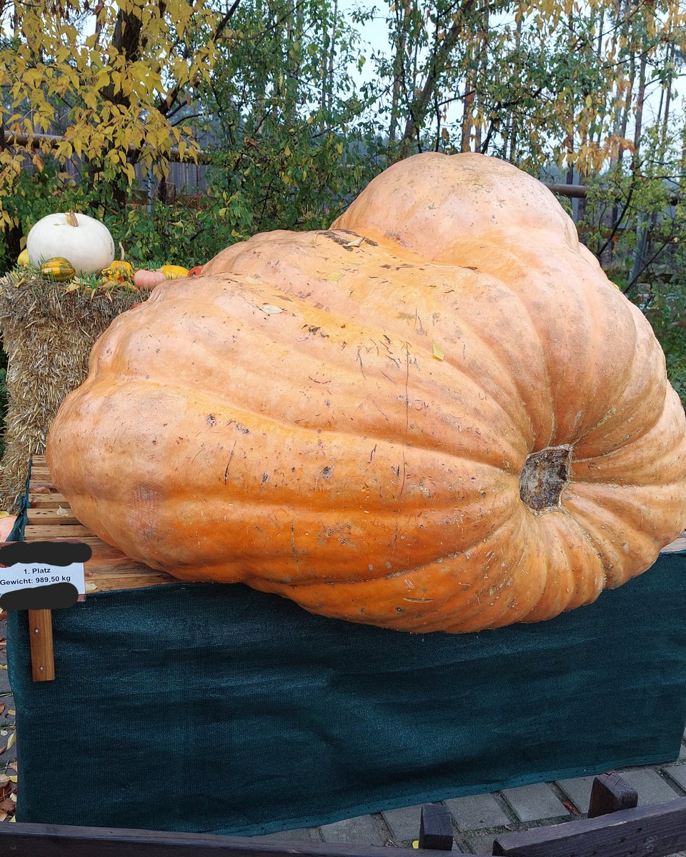 Wer sich frägt, was macht eigentlich Rainis Wasserbein?
Die Antwort ist, es tourt durch Europa und nimmt an Kürbiswettbewerbe teil, um so sich Geld für ein eigenes Haus zusammen zu sparen.

#Drachenlord #RainerWinkler