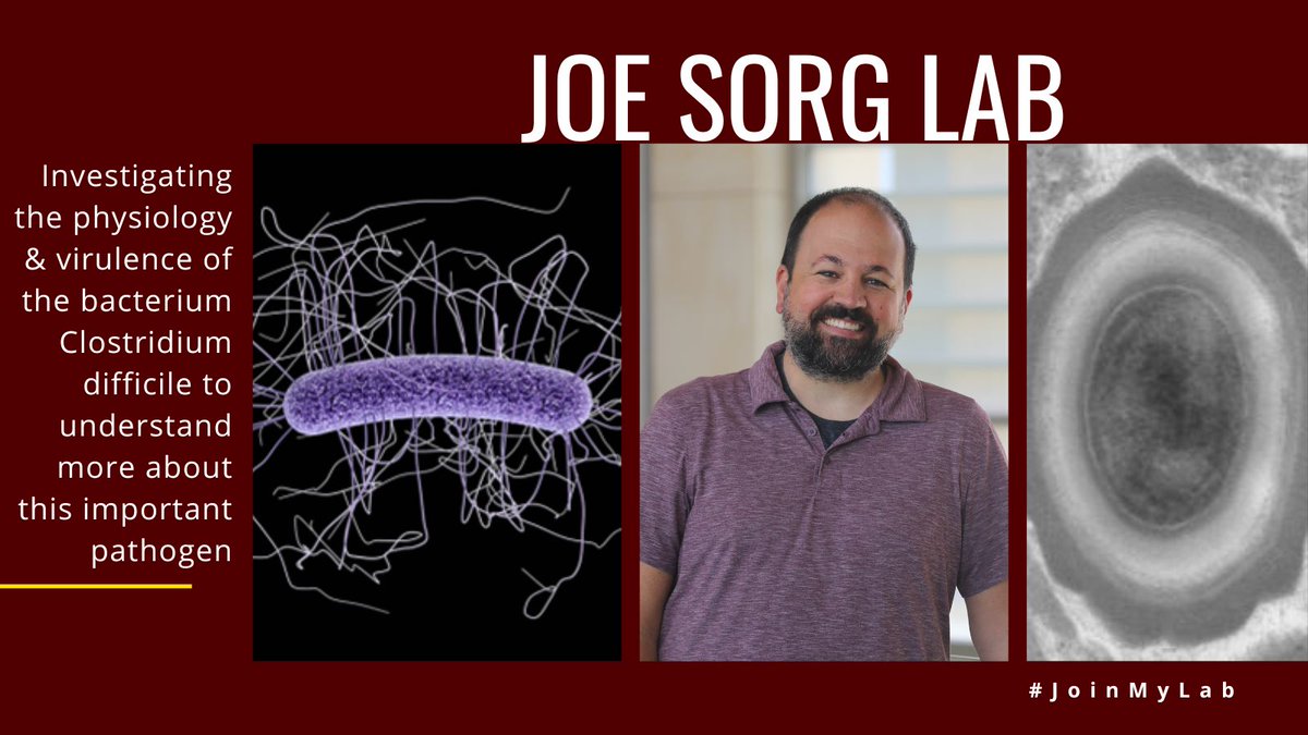 TAMU_Biology's tweet photo. The Joe Sorg lab wants you to #JoinMyLab! @thejoesorg Lab investigates the physiology & virulence of the bacterium Clostridium difficile to understand more about this important pathogen! Check out @thejoesorg Lab here: https://t.co/spJDK0Twak https://t.co/GGwazZDHtW