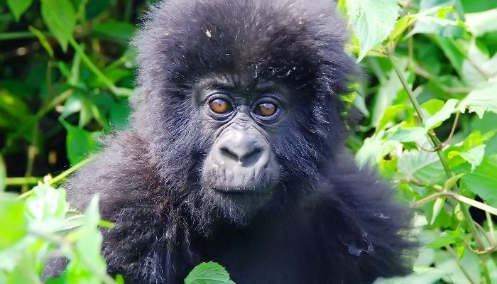 Murchison Falls National Park tweet media