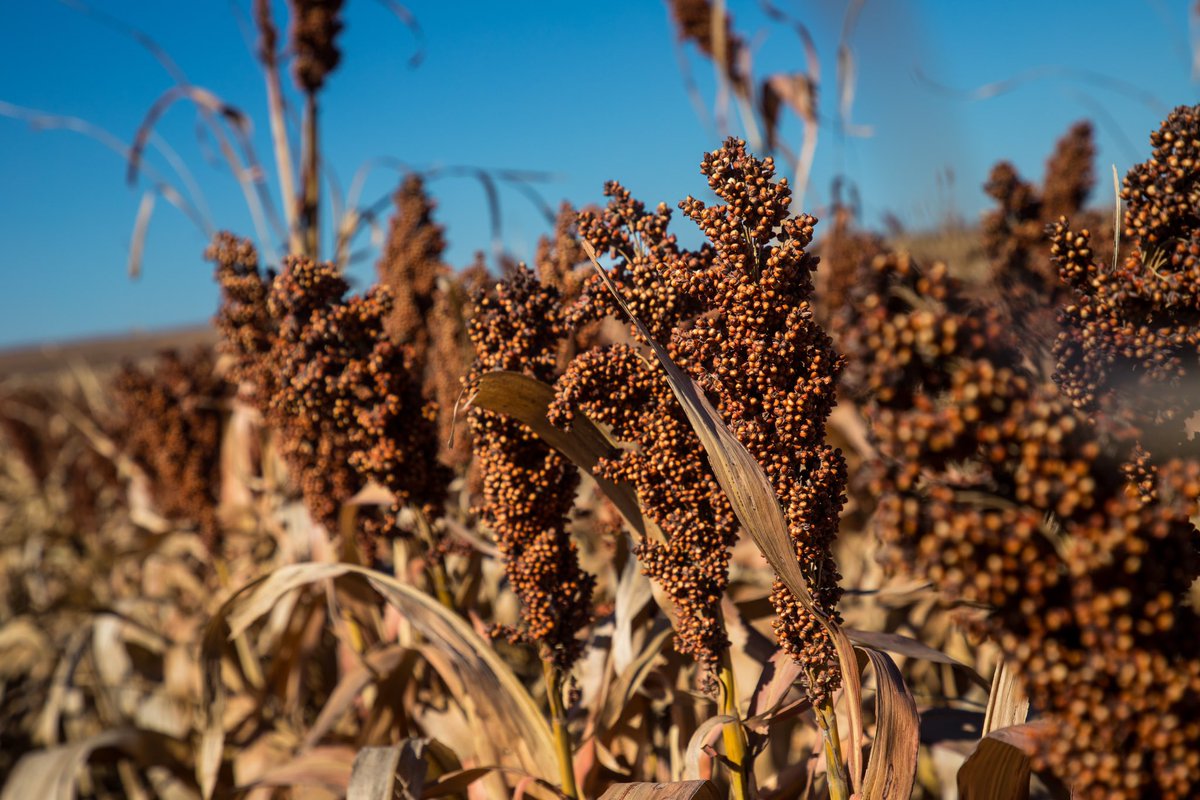 KStateWKREC's tweet image. 🌱 Did you know that grain sorghum is a vital crop, not only for our food supply but also for sustainable agriculture? 🌾🌍 And guess what? Kansas State University is at the forefront of cutting-edge research in this field! 📊🔬
 
#ksu #agriculture #sorghum