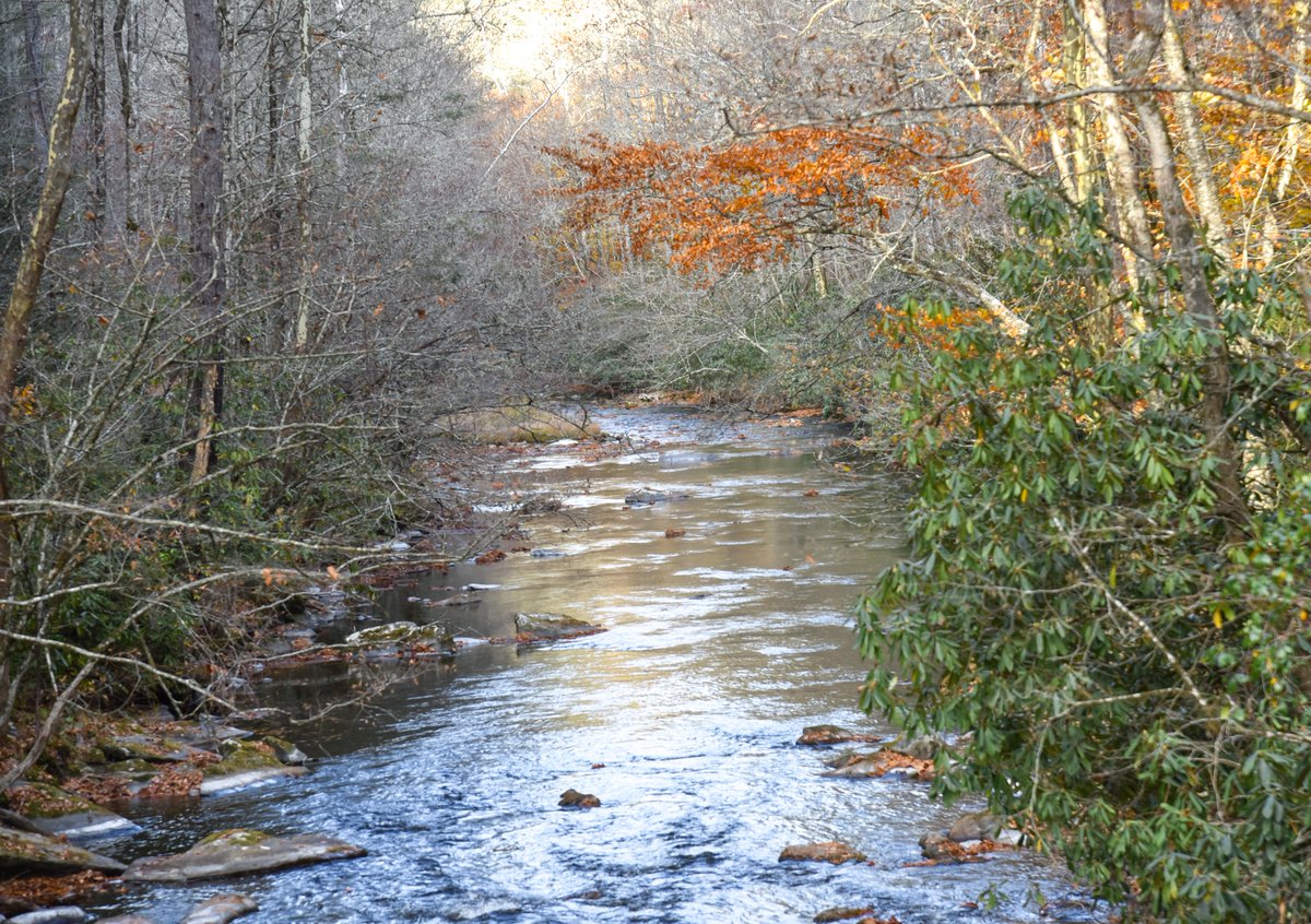 Seen in Cataloochee Valley NC when I went to see the Elk. Everyone should go there at least once. #cataloochie #cataloochievalley #northcarolina #nature #NaturePhotography #naturephoto