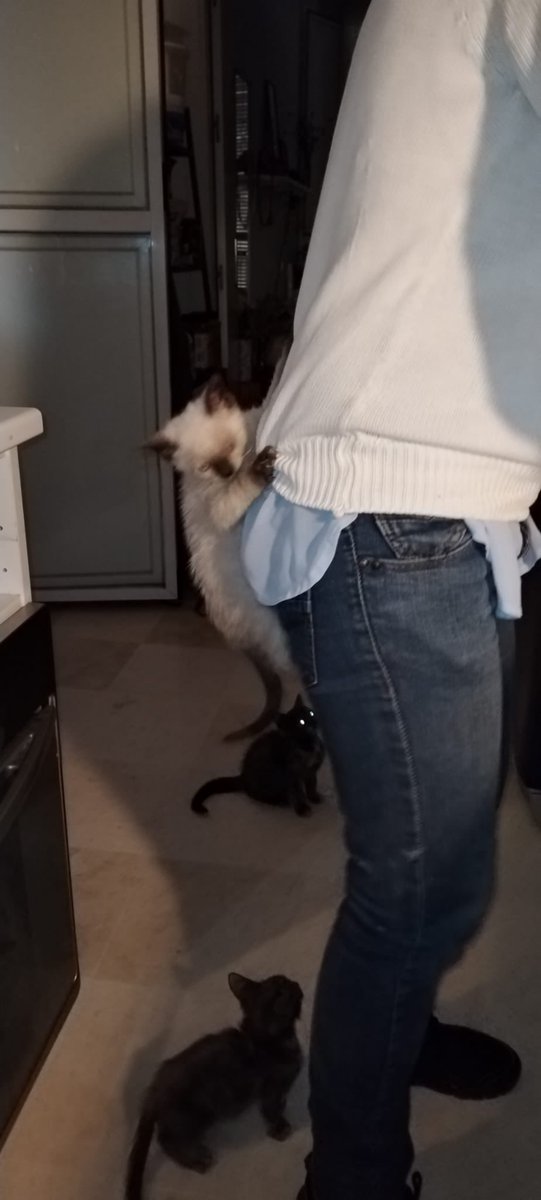 Sabíamos que los bebés rescatados estaban mejorando de sus honguitos y cogiendo fuerzas pero no esperábamos que pidieran comidita de esta forma jojo Si que están mejorando si…. 💕🫶🤣🤣🤣😻😻😻😻