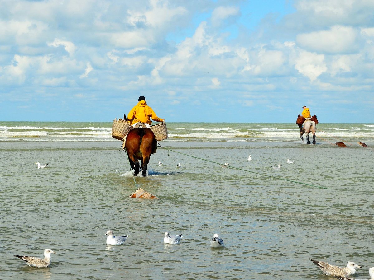 FFWasp's tweet photo. Did you know that every year, fishermen fish for shrimp on horseback during an annual Shrimp Festival along the coast of northwest #Belgium? #Culture is so fascinating! https://t.co/9e1KJ0Z0wA