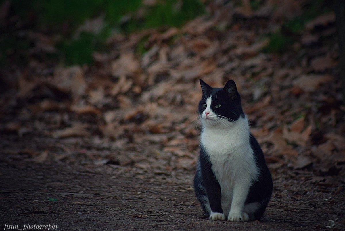 #photo #photography #autumn #catphoto #nature #NaturePhotography #nikon #photooftheday 
  🍂