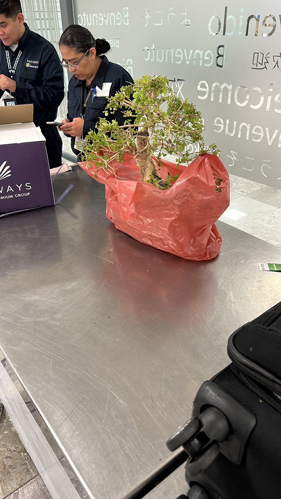 kevinkleiiin's tweet photo. Alguien que me pueda ayudar a conseguir un certificado para meter este bonsái a Mexico!!! Porfa. Es un regalo para un cuate. Si alguien sabe algo porfavor ayuden 

#bonsai #Gobiernicolas #ayuda https://t.co/x9NPlY8QI8