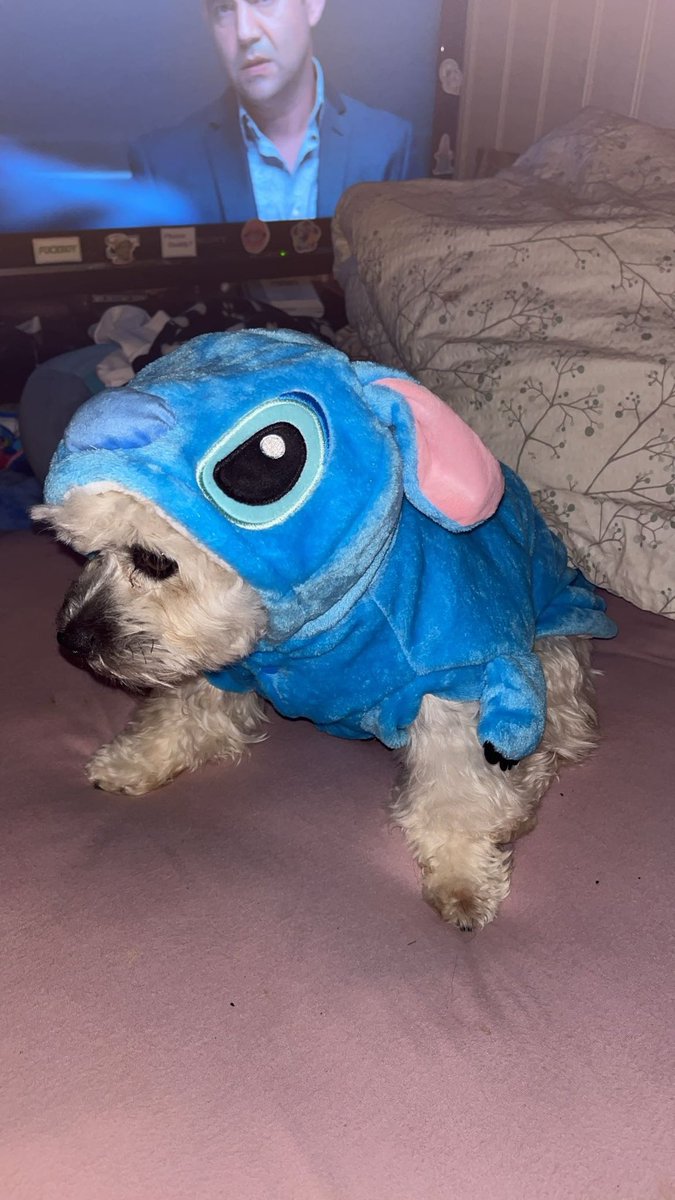 Kraysay's tweet image. Best Duo costum🥰
She’s almost a year old😭😭