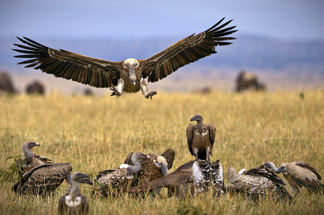 RSPB_Stockport's tweet photo. Incoming!  Join us for a fascinating talk on the birds 
 - and other beasts - of Tanzania on Mon 13 November.
For details see https://t.co/6KaT3Kcv2n https://t.co/Ih8IapPNTE