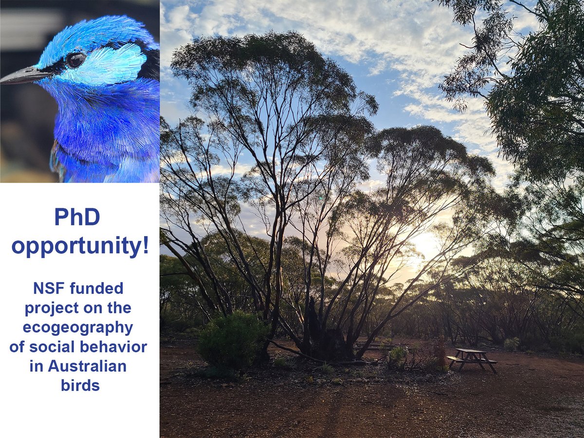Big news! We received NSF funding and we're now looking for a PhD student to help us study the ecogeography of social behavior in fairywrens. The student will be co-advised by Dai Shizuka and Allison Johnson. Details here: fairywrenproject.org/2023/10/26/wer…
