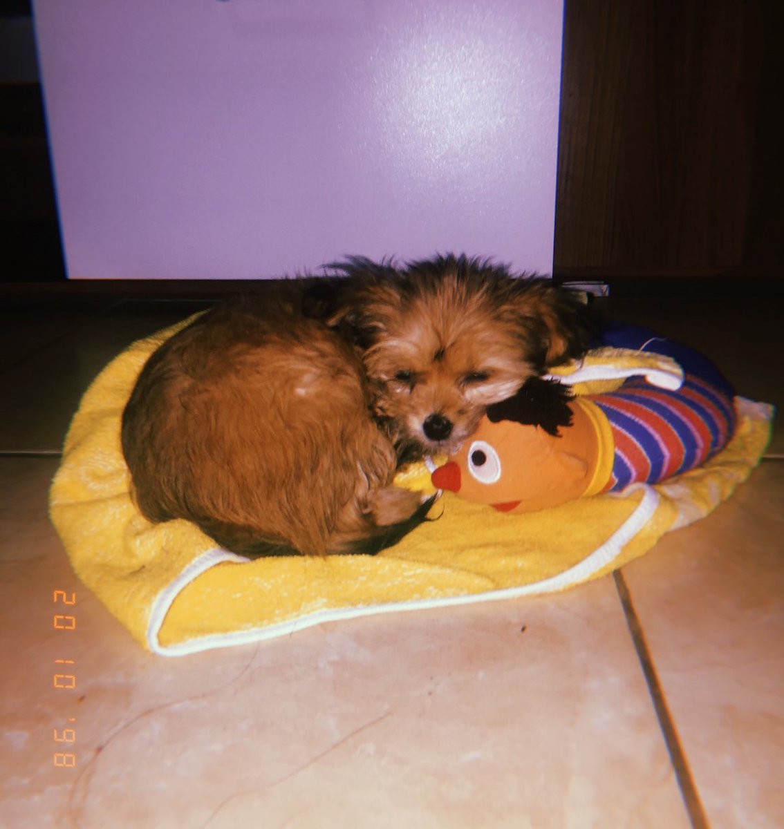 carmenmp0's tweet photo. Os dejo aquí a bebe nalita para alegraros el dia🥰🥰 https://t.co/ZFU61nEaxD