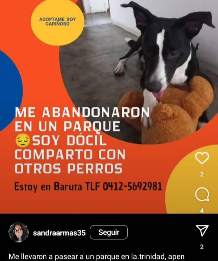 PerroUsuario's tweet photo. ¿Recuerdan el pequeño abandonado en un parque? Ahora busca un hogar ideal, que sea responsable para no pasar por una nueva situación traumática. Interesados comunicarse con el número publicado, está en Baruta https://t.co/fiYBDUtaLp