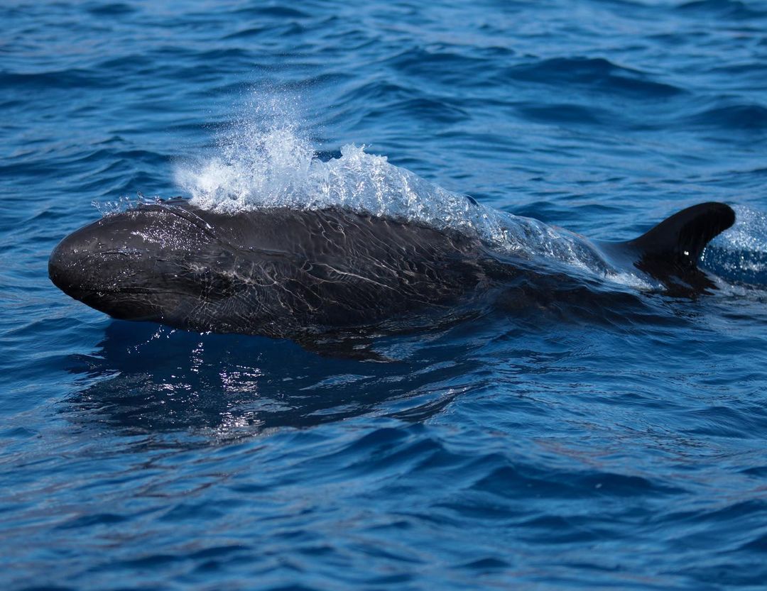 🇬🇧 If you want to enjoy a sighting of cetaceans in the wild in #Tenerife, Santiago del Teide is your destination: the first whale sanctuary in Europe 🐬

📸: maritimaacantilados (IG)

#TurismoSDT #SaludablePorNaturaleza
#DiferentePorNaturaleza #SantiagodelTeide