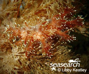 Happy #SeaSlugDay2023! Check out our new blog from @libbykeatley about how she got a nudibranch named after her! It takes work by #Volunteers, #CitizenScientists, and #MarineBiologists all coming together! seasearch.org.uk/blog/dendronot… @philwilkinson71 @SeasearchNI @mcsuk
