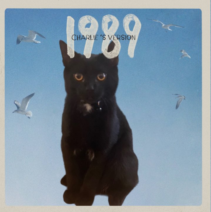 NoraKate19's tweet photo. Charlie is readyyy  #1989TaylorsVersion @taylornation13 https://t.co/DswxB7Gjrv
