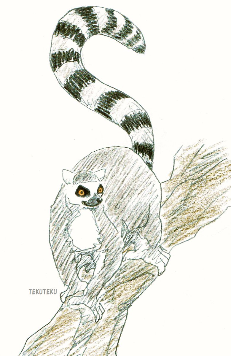 #世界キツネザルの日 
 #WorldLemurDay 
 #ワオキツネザル 
 #illustration