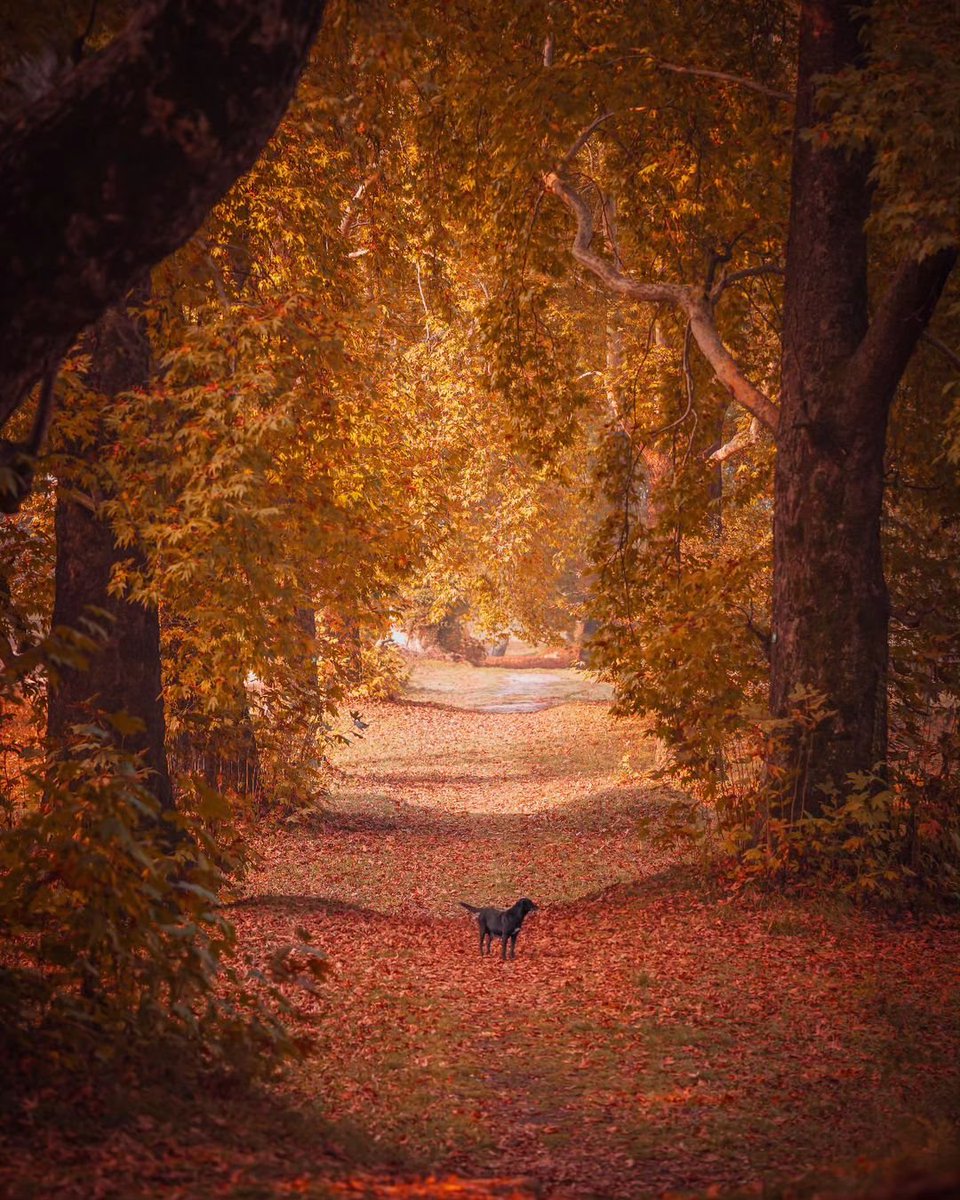 shutterhubindia's tweet photo. We're thrilled to announce that the winner of our Colors of Autumn Photo Contest is none other than the incredibly talented Shakir Mushtaq (@photosby_shakir) 🍂📷

Shakir's photograph took us on a journey through the mesmerizing beauty of autumn. 🍂🐶 https://t.co/1bDBLpDckn