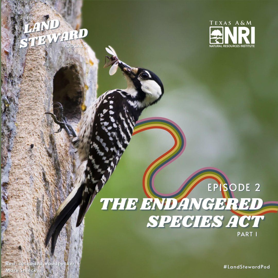 Episode 2 of the Land Steward Podcast is now available 🤠Listen to BW and our guest chat about the Endangered Species Act, its legacy over the last 50 years, and what the future looks like. #LandStewardPod
Spotify: bit.ly/landstewardpod
Apple Podcasts: apple.co/46yhgT0