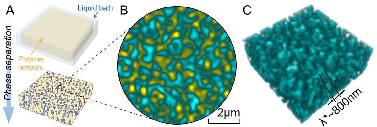Laboratory of Soft and Living Materials (@softliv_cornell) on Twitter photo Very happy to see our new paper lead by Carla <a href="/carlacolloids/">Carla Fernandez-Rico</a> out in Nature Materials! 🎉Find out all about how elastic microphase separation produces robust bicontinuous materials!
<a href="/NatureMaterials/">Nature Materials</a> <a href="/ETH_Materials/">ETH Department of Materials</a> <a href="/CornellMSE/">Materials Science and Engineering at Cornell</a>
nature.com/articles/s4156… Very happy to see our new paper lead by Carla <a href="/carlacolloids/">Carla Fernandez-Rico</a> out in Nature Materials! 🎉Find out all about how elastic microphase separation produces robust bicontinuous materials!
<a href="/NatureMaterials/">Nature Materials</a> <a href="/ETH_Materials/">ETH Department of Materials</a> <a href="/CornellMSE/">Materials Science and Engineering at Cornell</a>
nature.com/articles/s4156…
