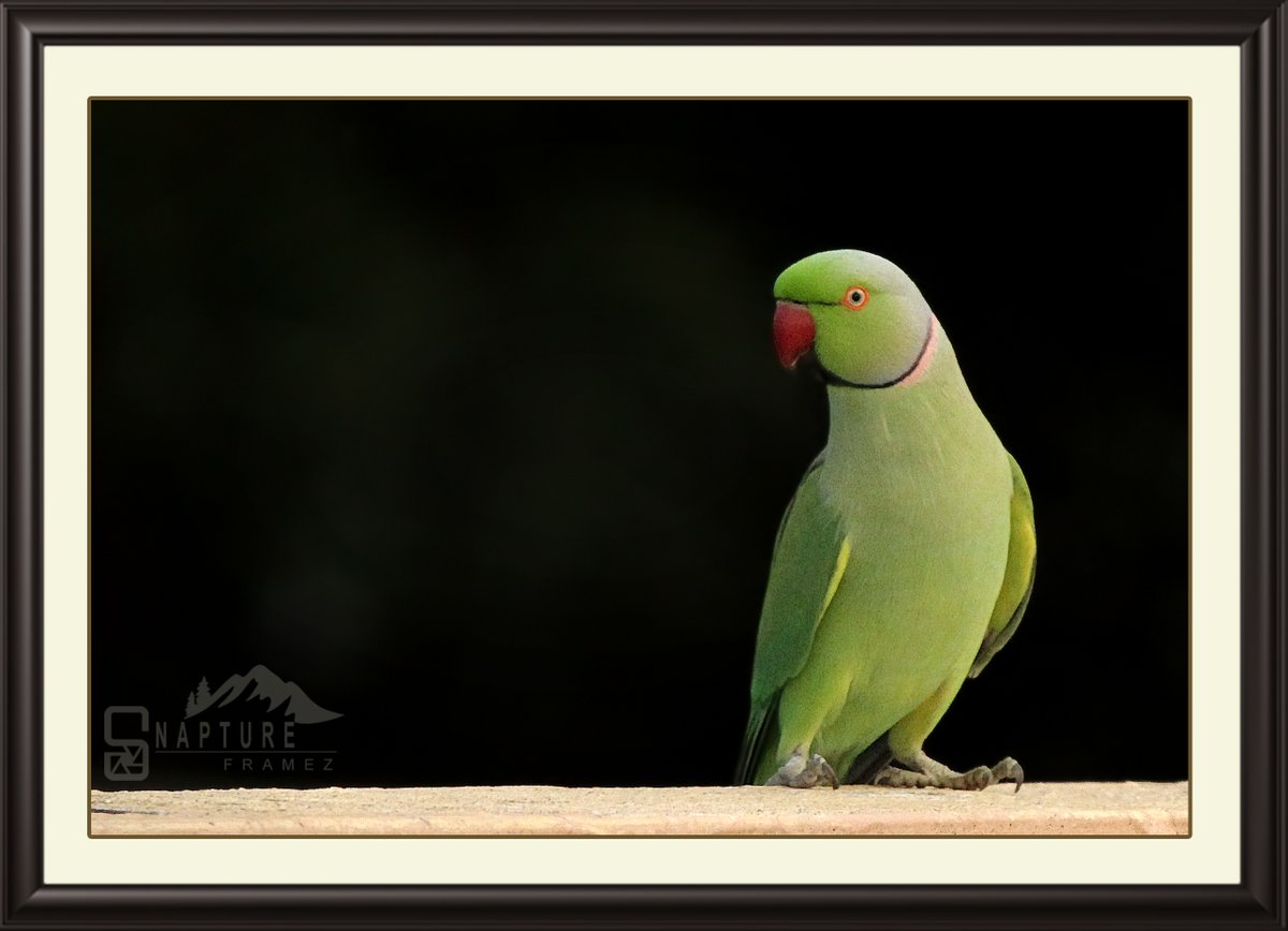 Rose-ringed parakeet
#parrot
#parakeet
#roseringedparakeet
#ringneckparrot
#kramerparrot
#greenparrot
#indianparrot
#birdphotography
#naturephotography
#photograhers
#natgeo 
#canonindiaphotography
#canonphotography
#nationalgeography
#natgeoindia
#capturedoncanon