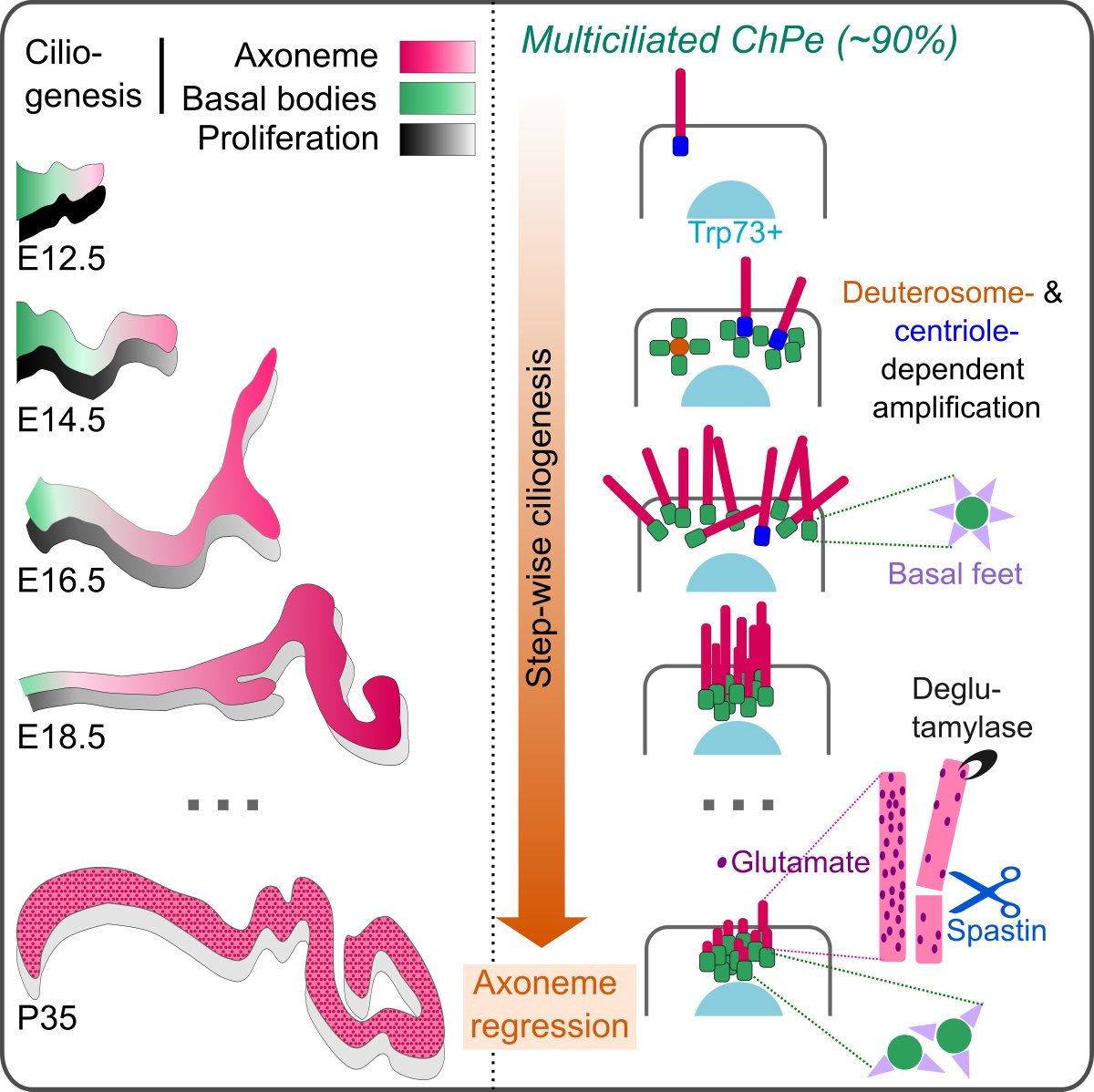 PatriziLab's tweet image. Glad to share a new story about choroid plexus cilia, in @Dev_Cell. A wonderful collective effort spearheaded by a talented PhD student in our lab, Kim Ho Hoa, in collaboration with Monika Leischner-Brill, @nathspassky and many more great collaborators
doi.org/10.1016/j.devc…