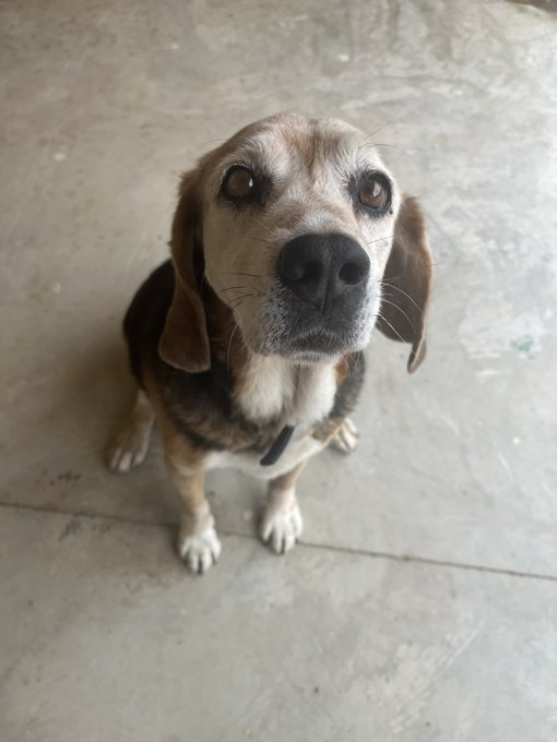 This little old man is just too cute https://t.co/DxH0mtCbjX