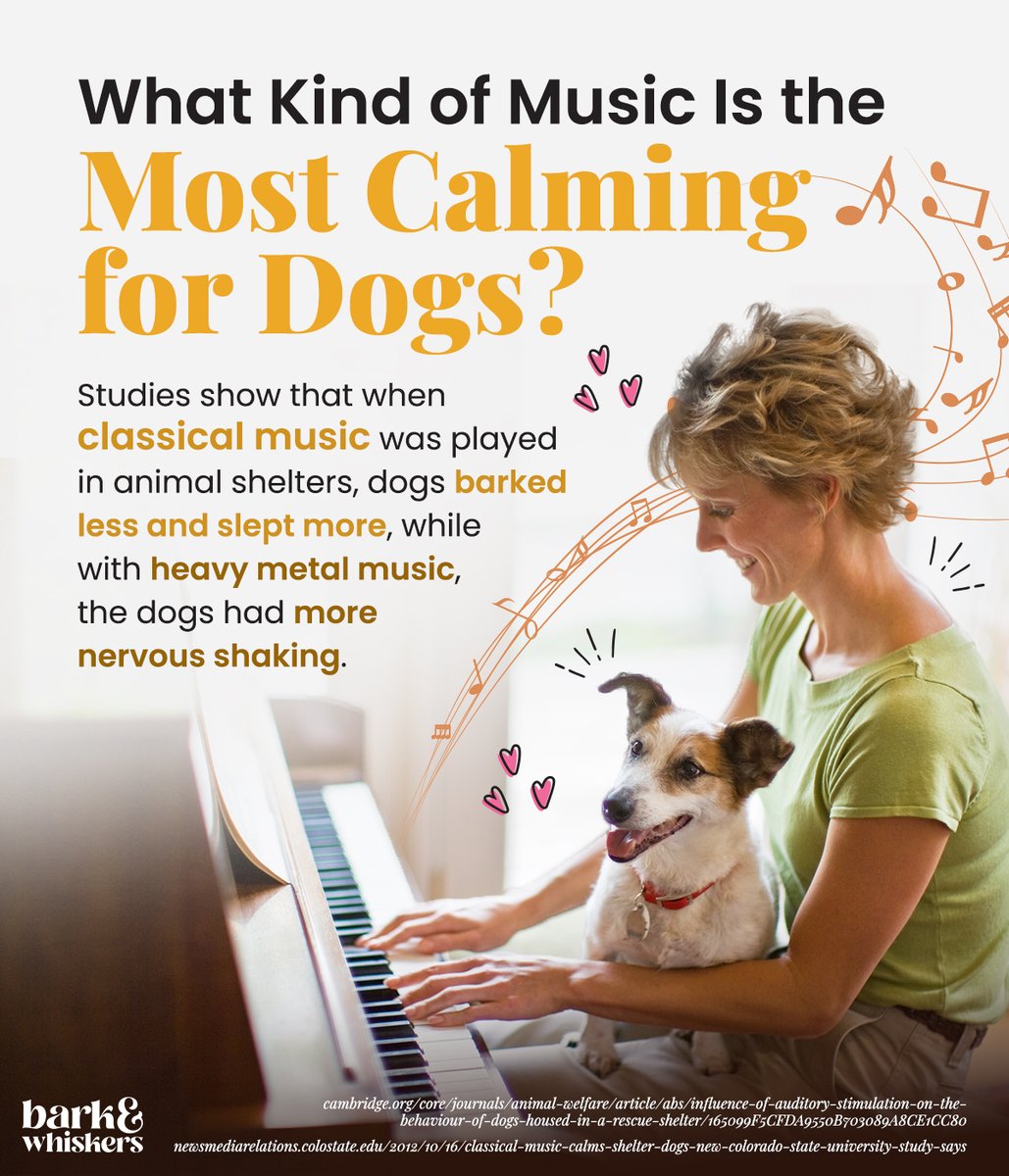 bark_whiskers's tweet photo. Before a possible stressor occurs or if you’re going to leave your dog alone at home, play calm, soothing music to relax them. 🐶🎵
Learn more about the study findings here: https://t.co/7u4aYxFEFv
#Dog #DogTip #DogsOfTwitter #DogsAreFamily https://t.co/AEaHNcP17K