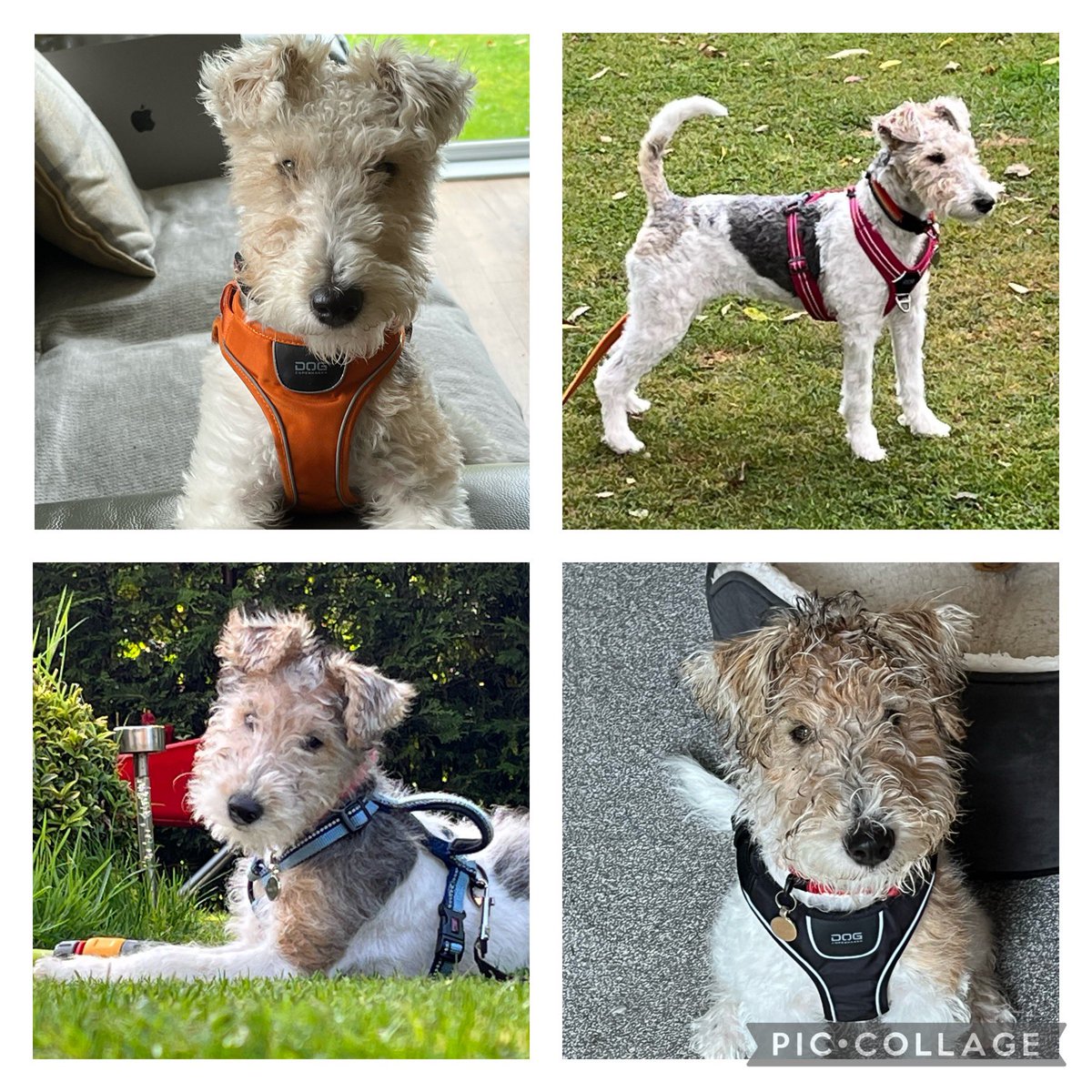 May_Bo62's tweet photo. I’ve always considered myself to be a cat person but this little 7 month wire fox terrier has changed all that. She keeps me on my toes. https://t.co/3kdWXvRI0i