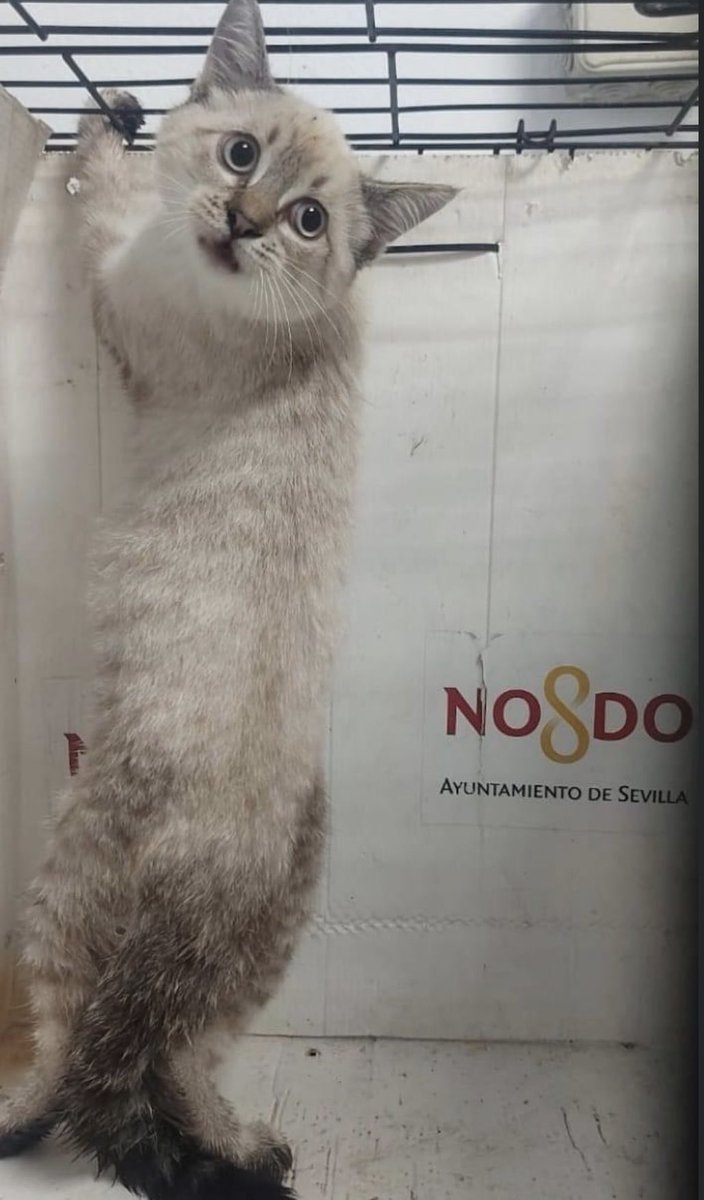 AYUDA ANIMAL CHICO tweet media